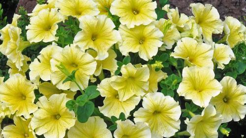 Сурфиния цветок. Выращивание и уход за сурфинией – гибридом петунии японской селекции