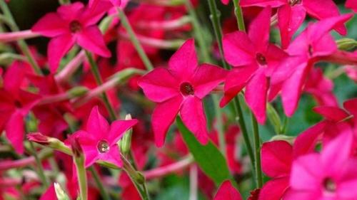 Цветы похожие на петунию только мелкие. Похожие цветы 07