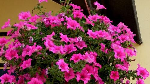 Сурфиния цветок. Выращивание и уход за сурфинией – гибридом петунии японской селекции