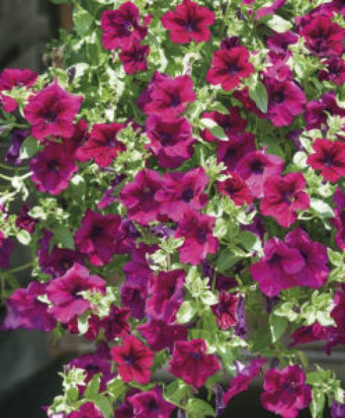 Сурфиния цветок. Выращивание и уход за сурфинией – гибридом петунии японской селекции