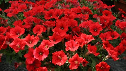 Сурфиния цветок. Выращивание и уход за сурфинией – гибридом петунии японской селекции