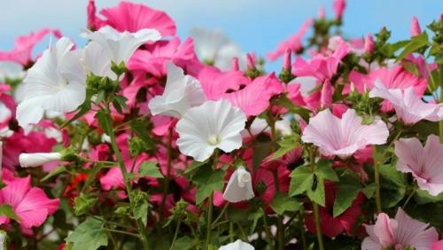 Цветы похожие на петунию только мелкие. Похожие цветы 05