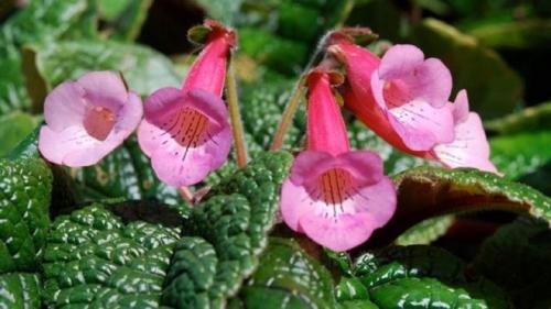 Цветы похожие на петунию только мелкие. Похожие цветы 10