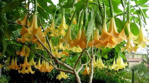 Цветы похожие на петунию только мелкие. Похожие цветы 06