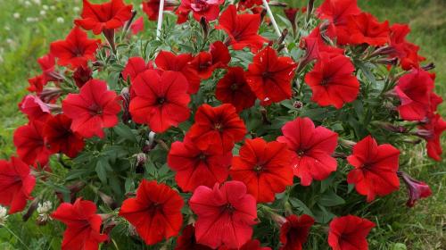 Сурфиния цветок. Выращивание и уход за сурфинией – гибридом петунии японской селекции