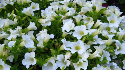 Сурфиния цветок. Выращивание и уход за сурфинией – гибридом петунии японской селекции