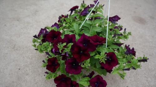 Сурфиния цветок. Выращивание и уход за сурфинией – гибридом петунии японской селекции