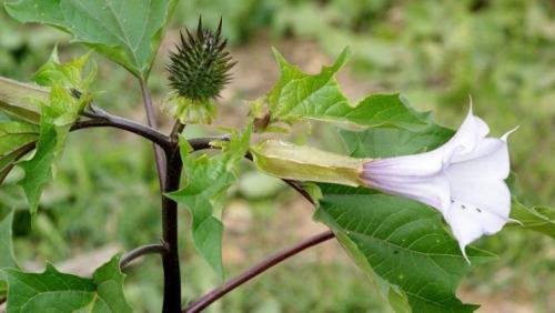Цветы похожие на петунию только мелкие. Похожие цветы 04