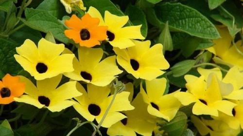 Цветы похожие на петунию только мелкие. Похожие цветы 08