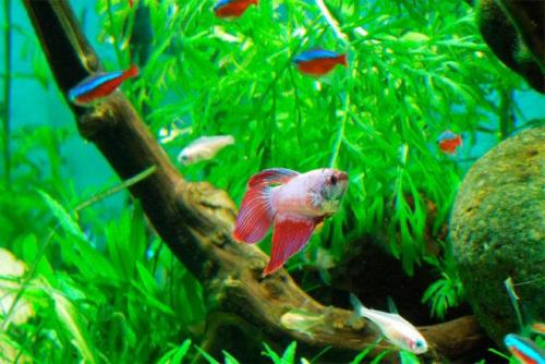 Как ухаживать за рыбкой петушком. Соседство