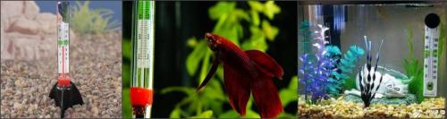 Уход за аквариумными растениями в домашних условиях.  Правила посадки водных растений 03