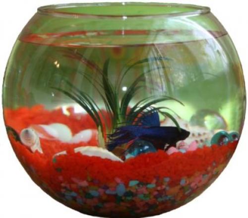 Как ухаживать за рыбками в маленьком аквариуме. Какие аквариумы считаются маленькими?