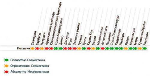 Как ухаживать за рыбкой петушком. Соседство