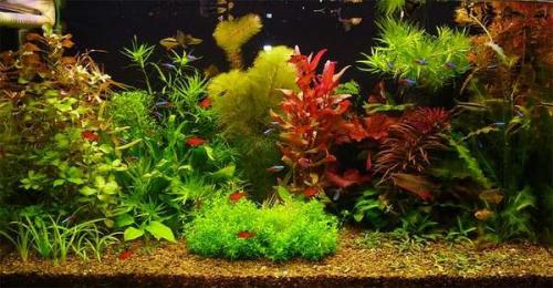 Длинностебельные аквариумные растения. ДЛИННОСТЕБЕЛЬКА (сборное понятие).