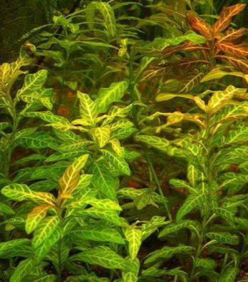 Длинностебельные аквариумные растения. ДЛИННОСТЕБЕЛЬКА (сборное понятие).