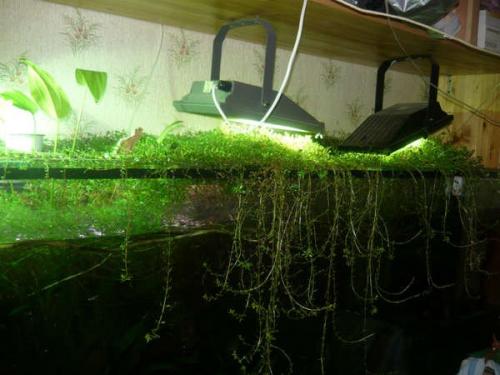 Длинностебельные аквариумные растения. ДЛИННОСТЕБЕЛЬКА (сборное понятие).