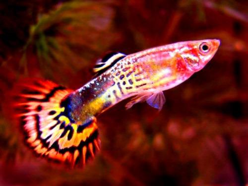 Растения для гуппи. Советы начинающим аквариумистам по содержанию гуппи в домашнем аквариуме