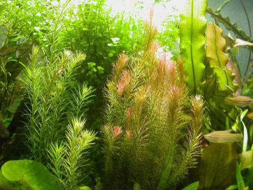 Длинностебельные аквариумные растения. ДЛИННОСТЕБЕЛЬКА (сборное понятие).