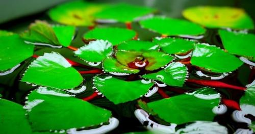 Поверхностные растения для аквариума. Растения, плавающие в аквариуме. Какое лучше выбрать?