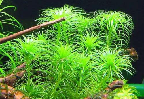 Длинностебельные аквариумные растения. ДЛИННОСТЕБЕЛЬКА (сборное понятие).