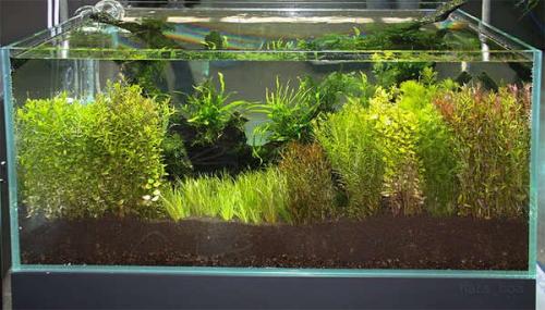 Длинностебельные аквариумные растения. ДЛИННОСТЕБЕЛЬКА (сборное понятие).