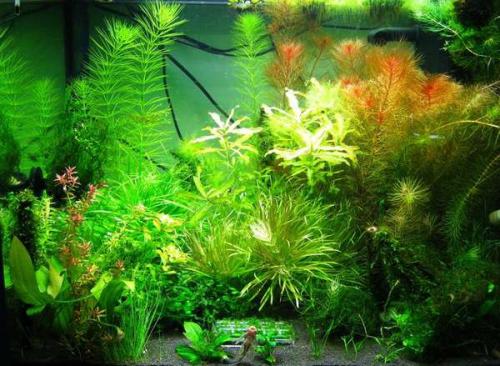 Длинностебельные аквариумные растения. ДЛИННОСТЕБЕЛЬКА (сборное понятие).