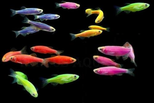 Самые лучшие аквариумные растения для нано аквариума. Что такое нано аквариум? 05