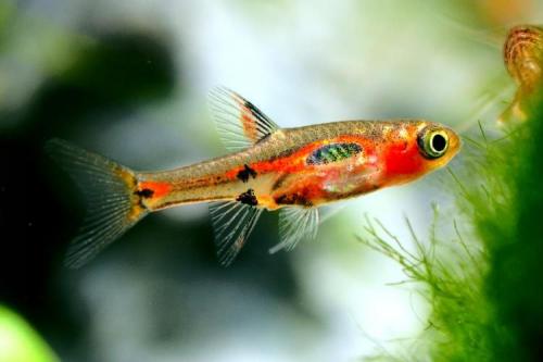 Растения для маленького аквариума. Нано-аквариум: Руководство к действию.