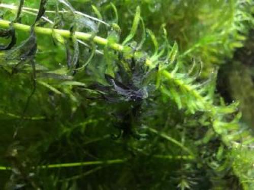 Черный налет на искусственных растениях в аквариуме. #1 Faeton