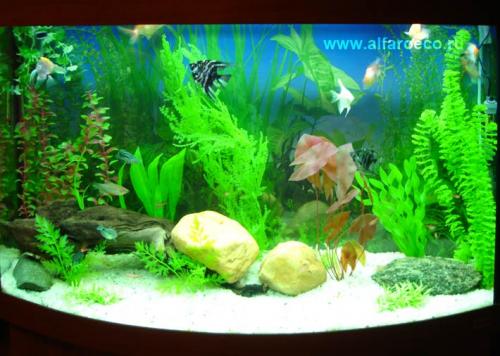 Все об искусственных растениях для аквариума. Зачем нужны растения в аквариуме 06 Все об искусственных растениях для аквариума. Зачем нужны растения в аквариуме 06