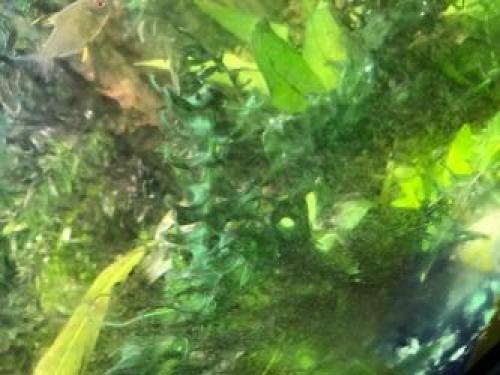 Черный налет на искусственных растениях в аквариуме. #1 Faeton