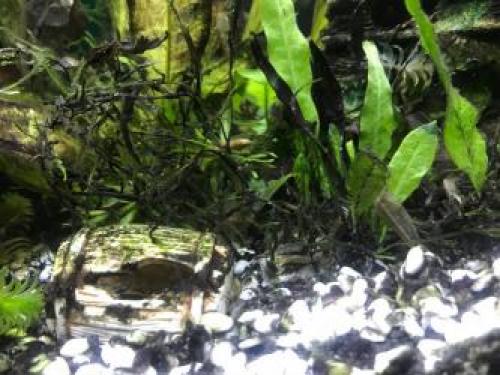 Черный налет на искусственных растениях в аквариуме. #1 Faeton