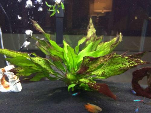 Чернеют искусственные растения в аквариуме. Дополнительные методы борьбы