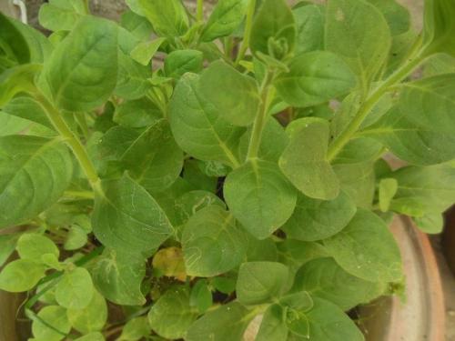 Представители суперкаскадной ветви семейства петуния. Петуния каскадная и суперкаскадная: выращивание, особенности ухода, сорта. 08