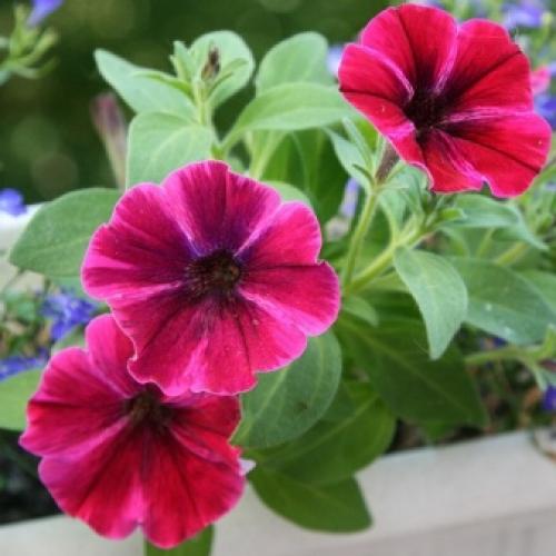 Популярные сорта каскадных и суперкаскадных петуний. Каскадная 14 Популярные сорта каскадных и суперкаскадных петуний. Каскадная 14