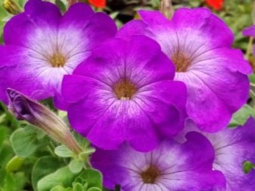 Популярные сорта каскадных и суперкаскадных петуний. Каскадная 02 Популярные сорта каскадных и суперкаскадных петуний. Каскадная 02