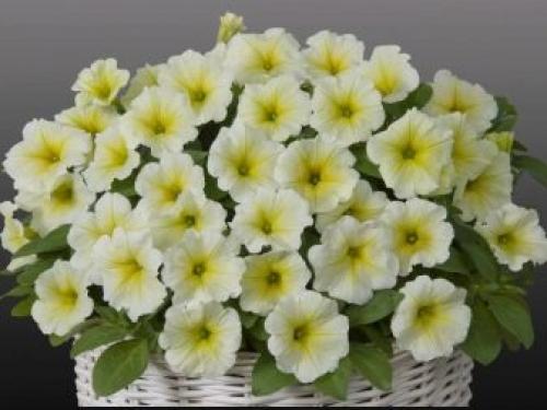 Популярные сорта каскадных и суперкаскадных петуний. Каскадная 03 Популярные сорта каскадных и суперкаскадных петуний. Каскадная 03