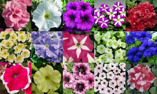 Представители суперкаскадной ветви семейства петуния. Петуния каскадная и суперкаскадная: выращивание, особенности ухода, сорта. 10