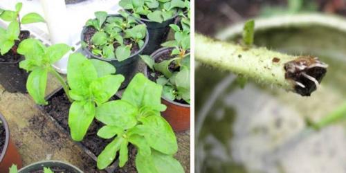 Корневая система петунии. Посадка