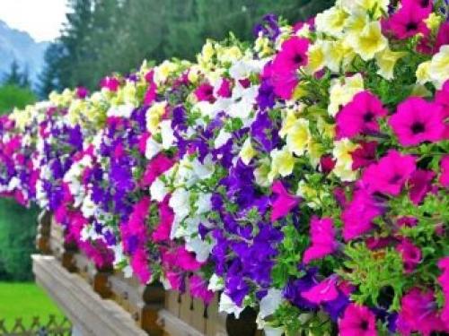 Популярные сорта каскадных и суперкаскадных петуний. Каскадная 01 Популярные сорта каскадных и суперкаскадных петуний. Каскадная 01