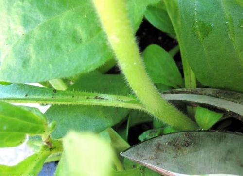 Представители суперкаскадной ветви семейства петуния. Петуния каскадная и суперкаскадная: выращивание, особенности ухода, сорта. 07