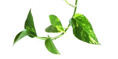 20 Неубиваемых Домашних Растений, Которые Выживут Почти Без Ухода