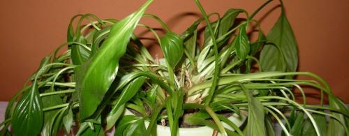 20 Неубиваемых Домашних Растений, Которые Выживут Почти Без Ухода 14