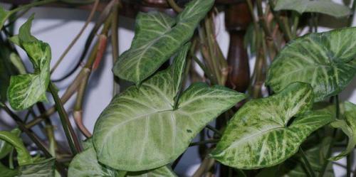 20 Неубиваемых Домашних Растений, Которые Выживут Почти Без Ухода