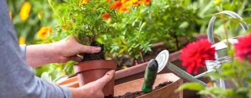 20 Неубиваемых Домашних Растений, Которые Выживут Почти Без Ухода 17