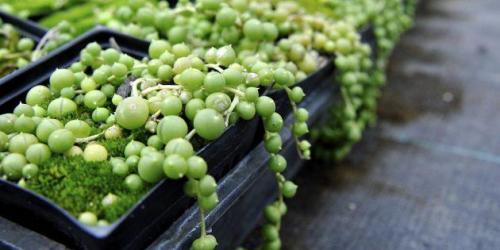 20 Неубиваемых Домашних Растений, Которые Выживут Почти Без Ухода