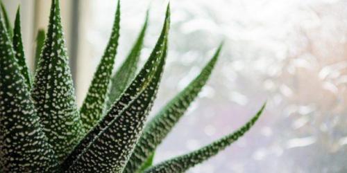 20 Неубиваемых Домашних Растений, Которые Выживут Почти Без Ухода