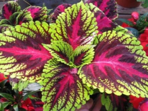 20 Неубиваемых Домашних Растений, Которые Выживут Почти Без Ухода 10