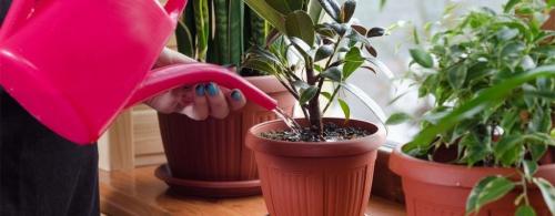 20 Неубиваемых Домашних Растений, Которые Выживут Почти Без Ухода 16