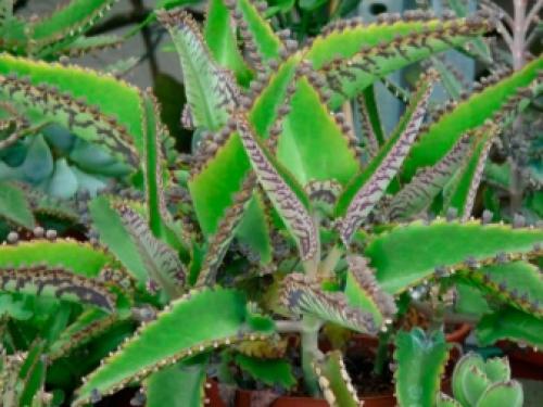 20 Неубиваемых Домашних Растений, Которые Выживут Почти Без Ухода 09